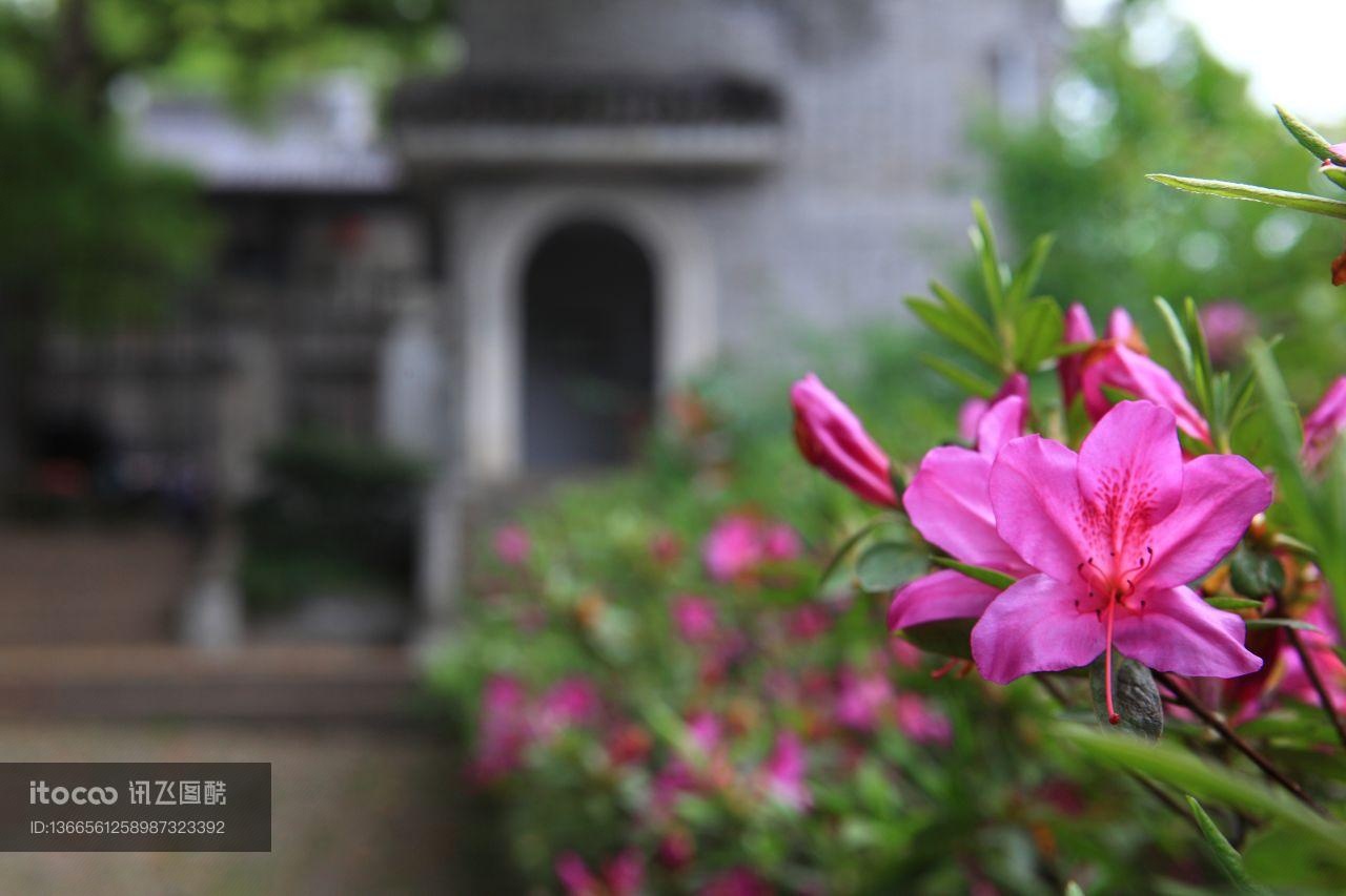 杜鹃花,生物,特写