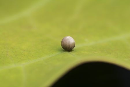 虫卵,自然风光,生物,动物,昆虫
