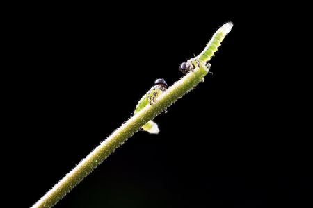 特写,黑色背景,生物,动物,昆虫,植物
