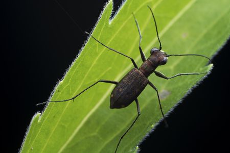 昆虫,生物,毛虫,节肢动物,昆虫类,动物,特写,微距
