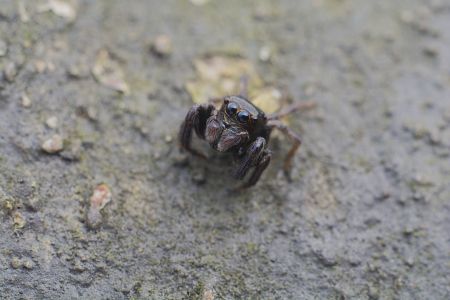 昆虫,节肢动物,昆虫类,动物,生物,特写