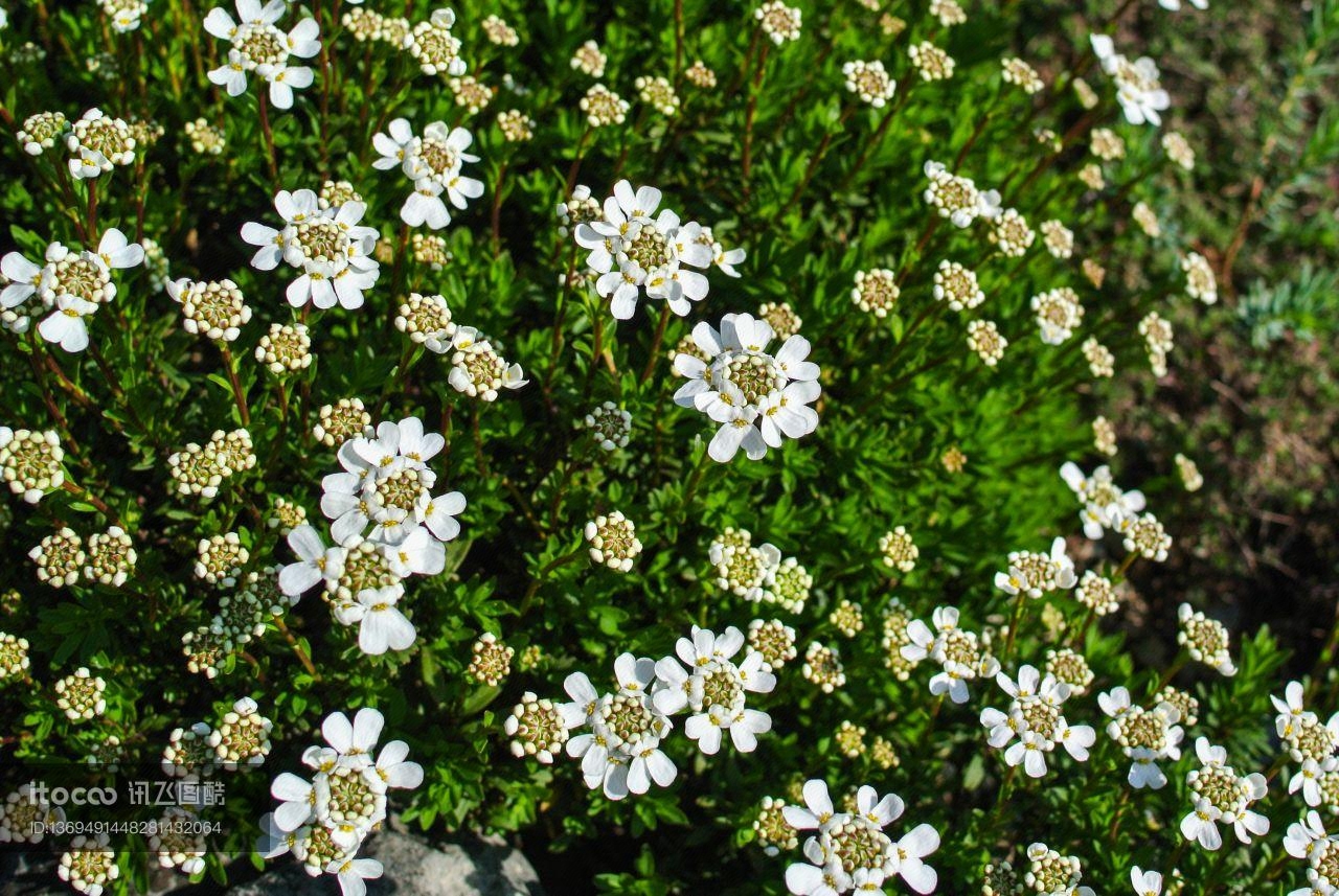 花,青草,自然风光