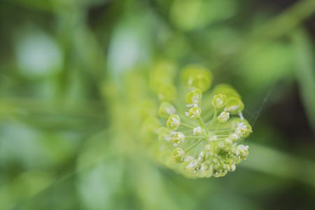 特写,花,自然,环境,植物,生物,青草,户外