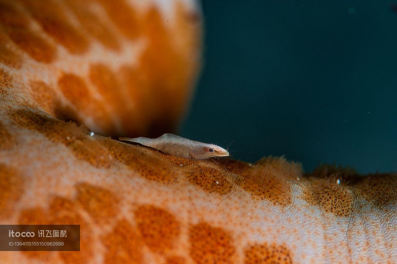 海洋生物 ,自然风光,生物