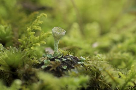 植物,嫩芽,生物,微距,特写