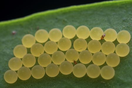 特写,虫卵,生物,动物,昆虫,植物,树叶