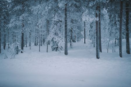 森林,雪,树木,雪地,冰雪,自然风光,冬天,植物,白桦
