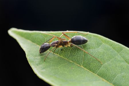 昆虫,节肢动物,动物,特写,微距,生物,自然风光,昆虫类