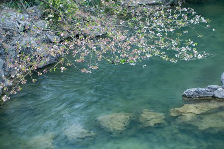 自然风光,江河,花,俯瞰,植物,岩石