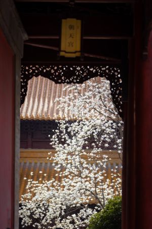 历史古迹,特写,城镇,建筑,植物,花,树木