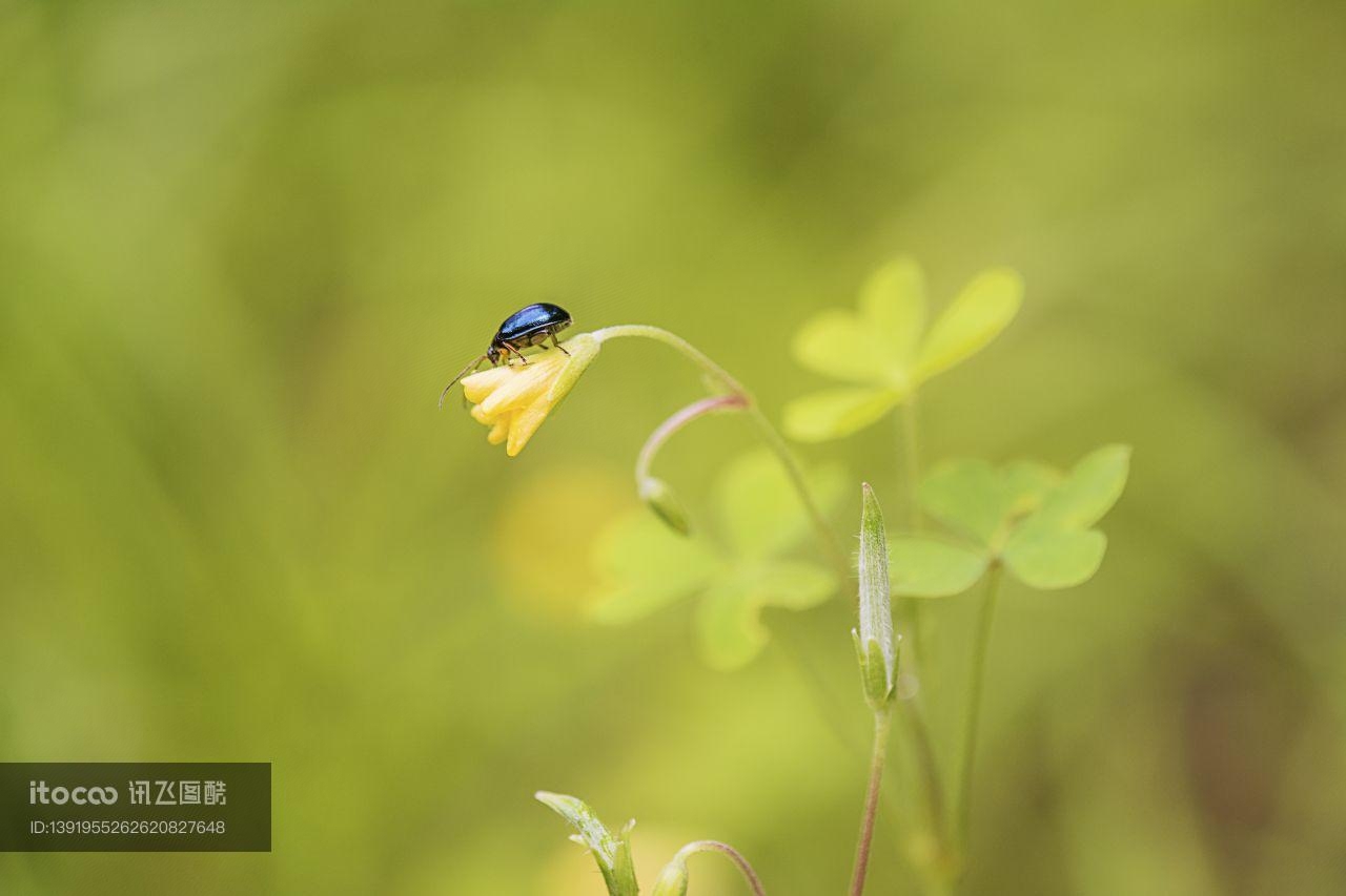 瓢虫,生物,昆虫