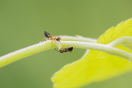 昆虫,田园风光,蚂蚁,生活工作,特写,动物,树叶,户外,季节,环境