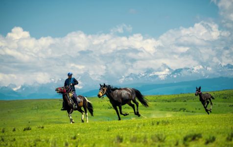 草原,生物,自然风光,马,动物,哺乳动物,山川,天空,人像,哺乳类