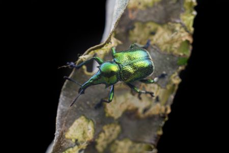 昆虫,节肢动物,虫子,动物,生物,特写