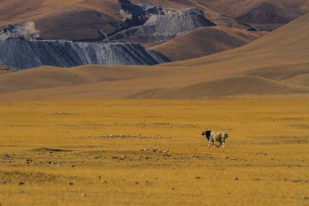 沙漠,新疆,自然风光,动物,牛