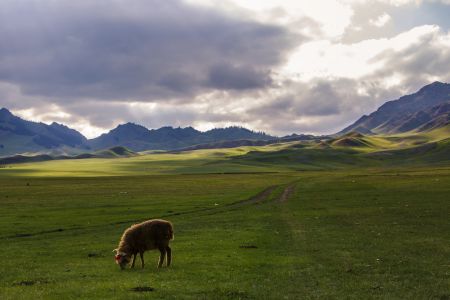 草原,动物,马,生物,自然风光,山川,天空,山峦