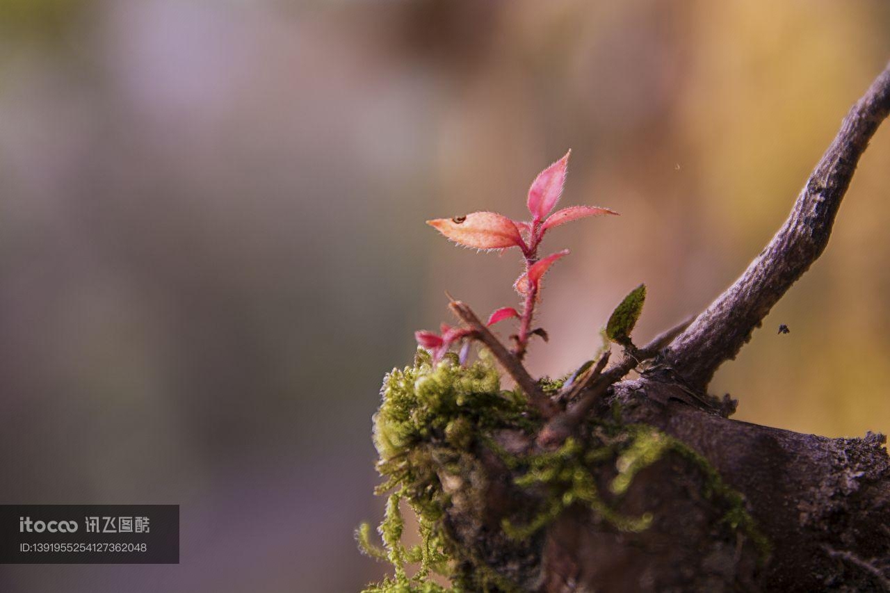 树芽,嫩芽,植物