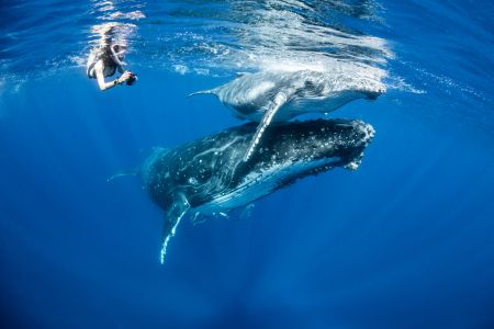 生物,海洋,特写,动物,哺乳动物,潜水员,蓝鲸,自然风光,灰鲸,哺乳类,长须鲸