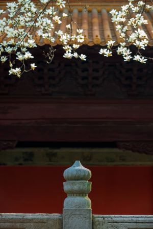 建筑,历史古迹,传统建筑,宫殿,城镇,特写,植物,花,雕塑,雕像,树木