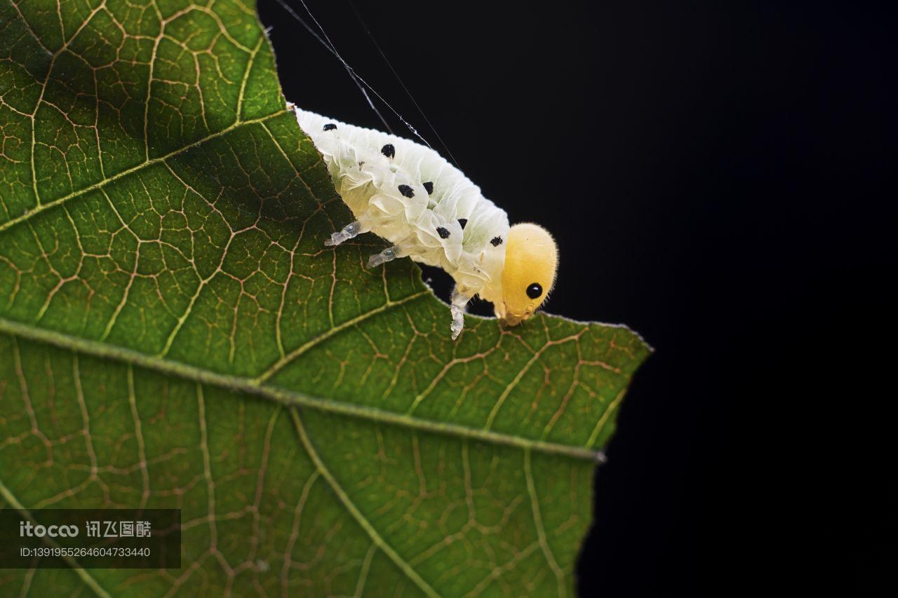 昆虫,幼虫,毛毛虫