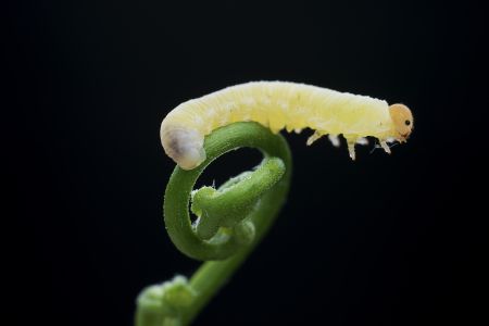 昆虫,毛虫,幼虫,动物,生物,特写,微距