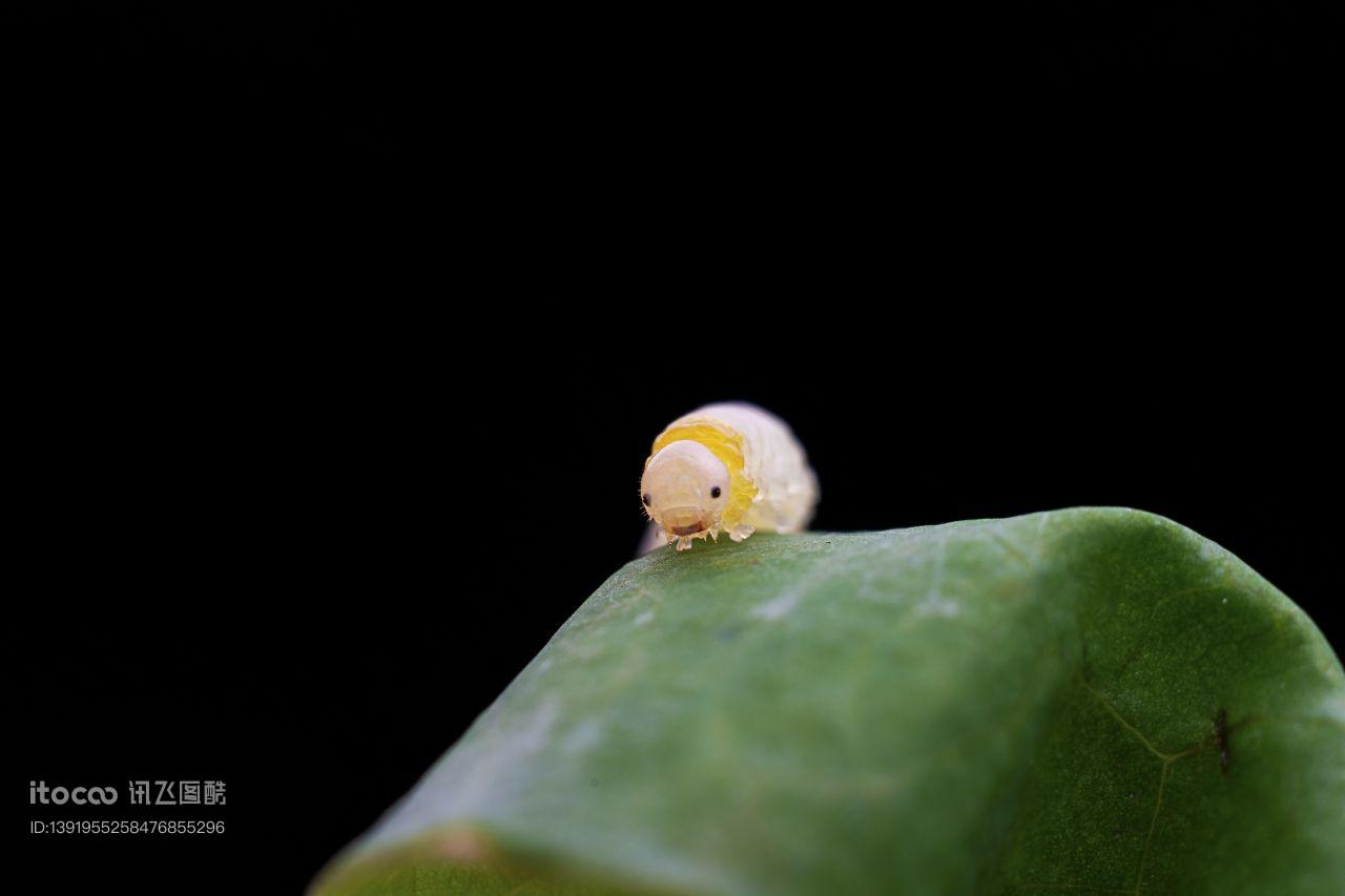 特写,生物,动物