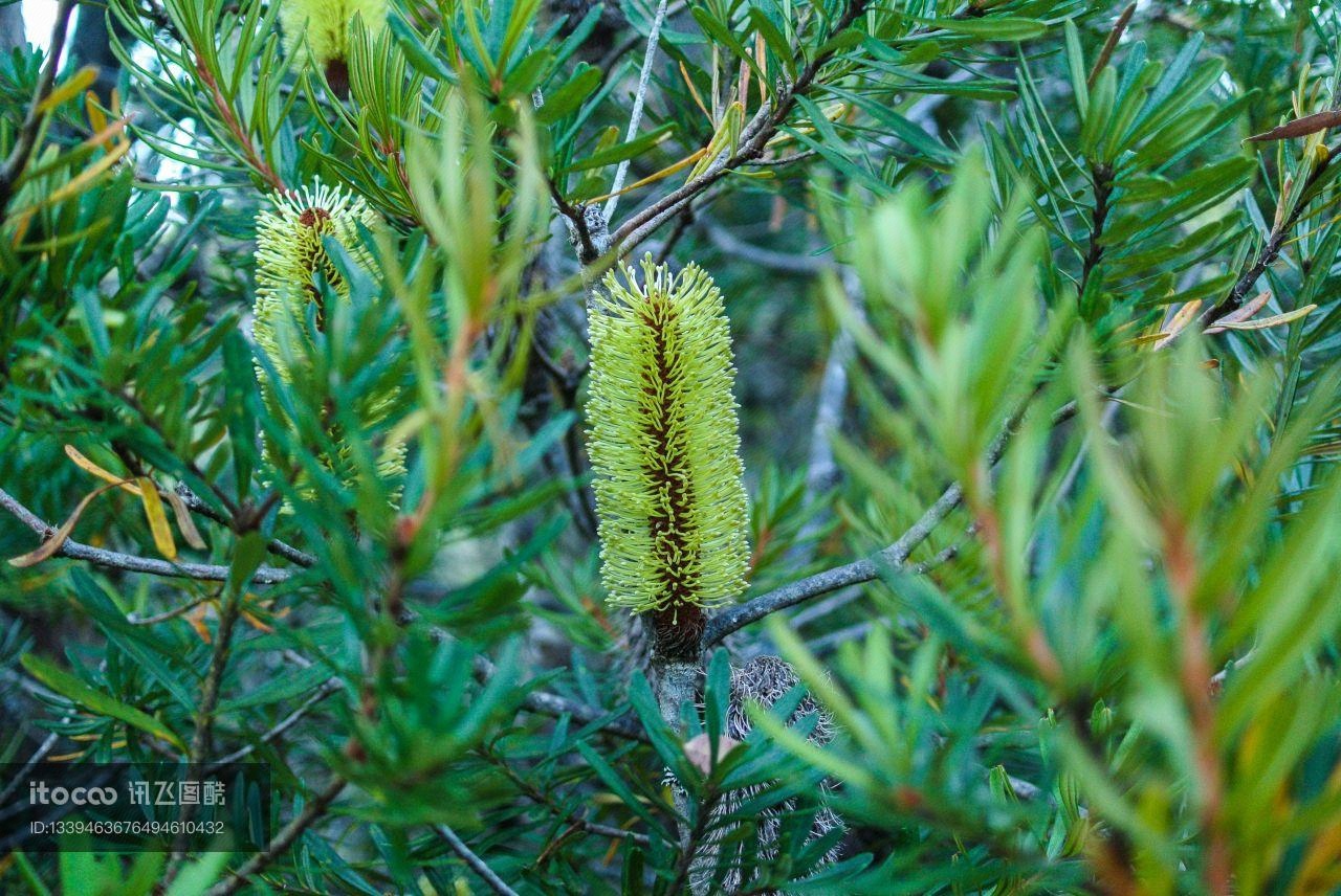 自然风光,特写,植物