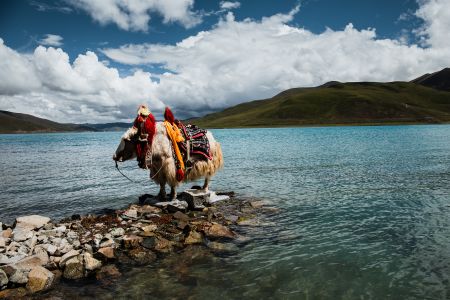 西藏,羊卓雍措,牦牛,自然风光,山川,湖泊,天空,全景,动物,生物
