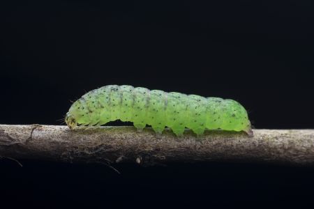 特写,生物,动物,昆虫,树枝