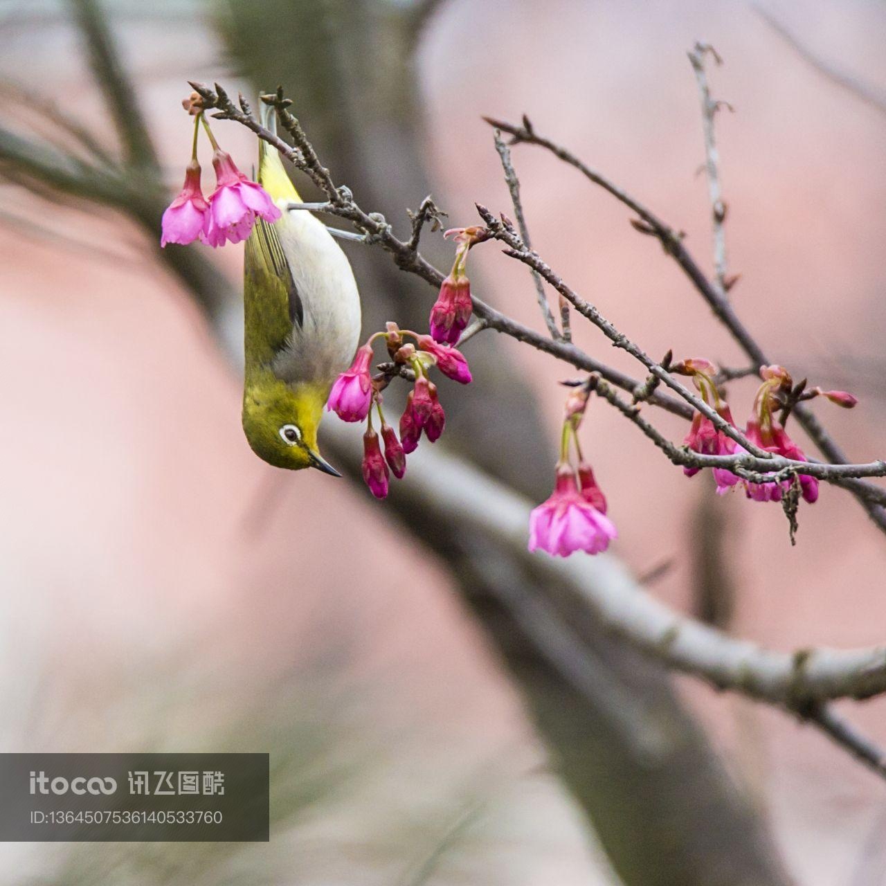 动物,鸟类,绣眼鸟