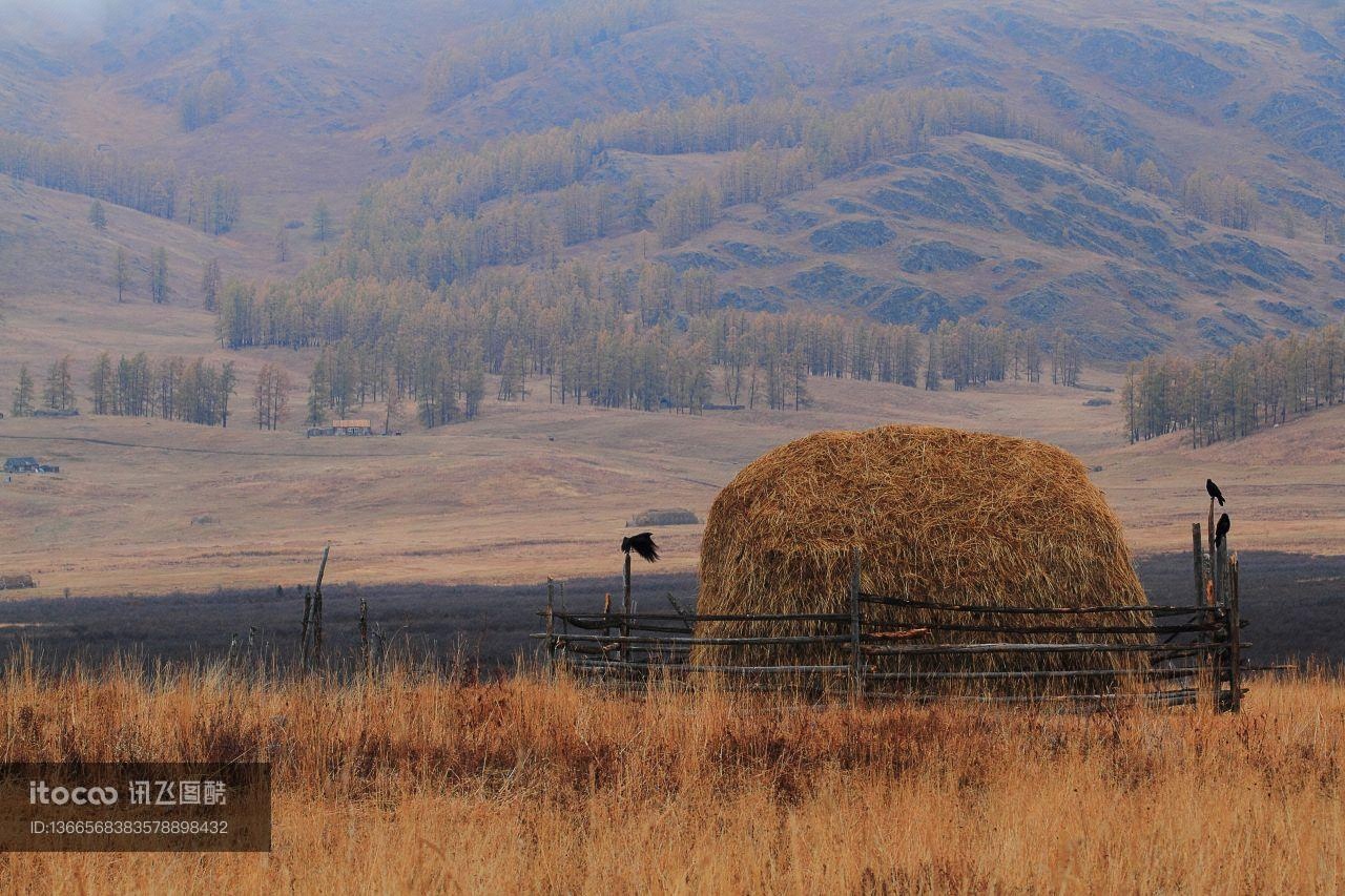新疆,自然风光,草原