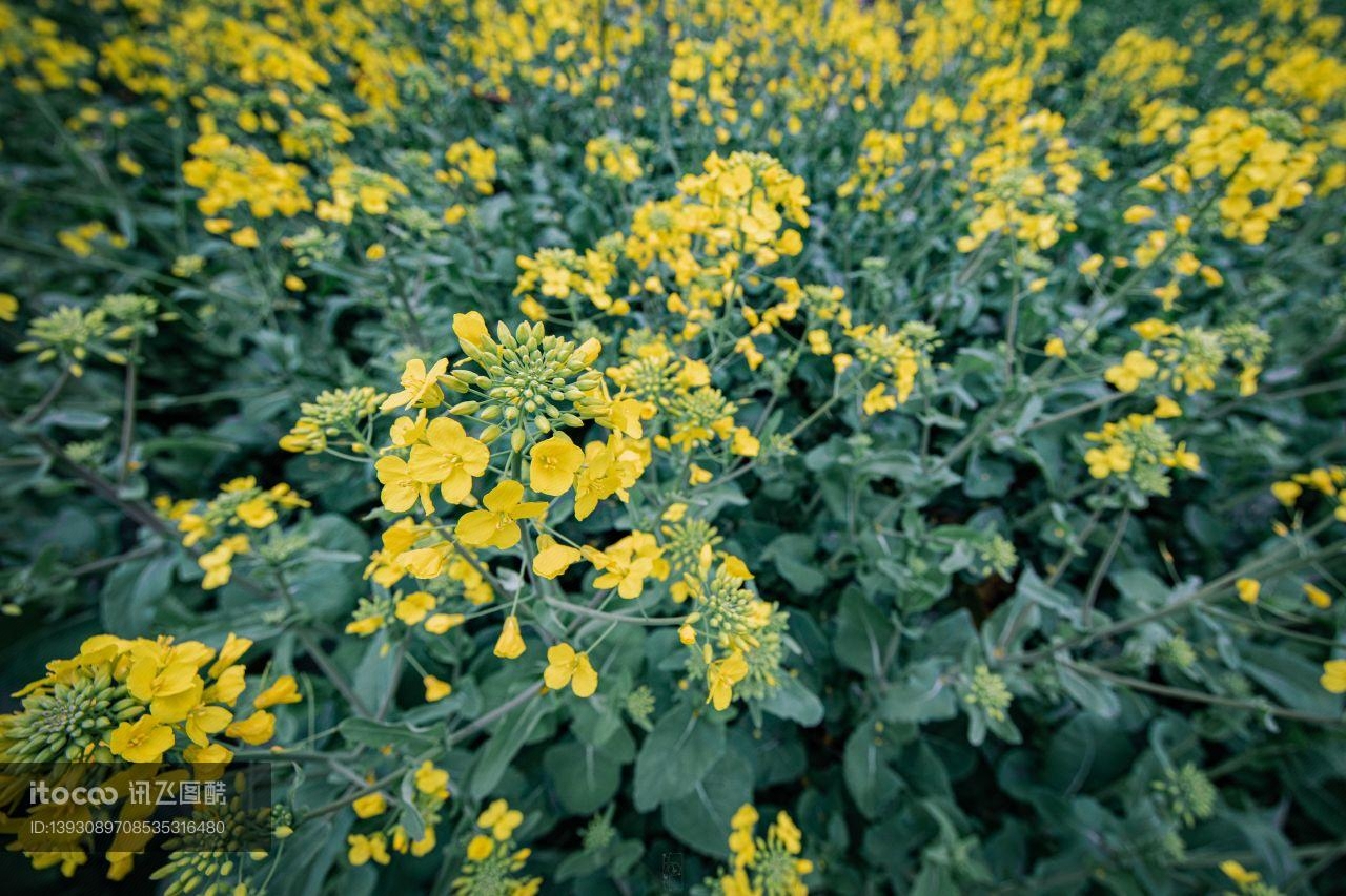 特写,小黄花,生物