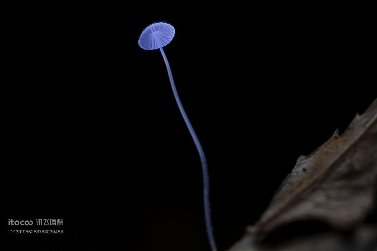 特写,生物,真菌