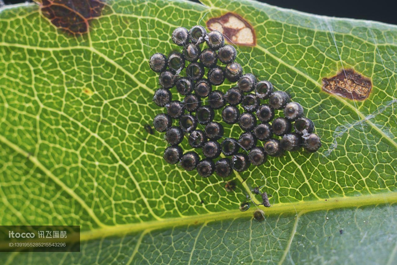 生物,昆虫,虫卵