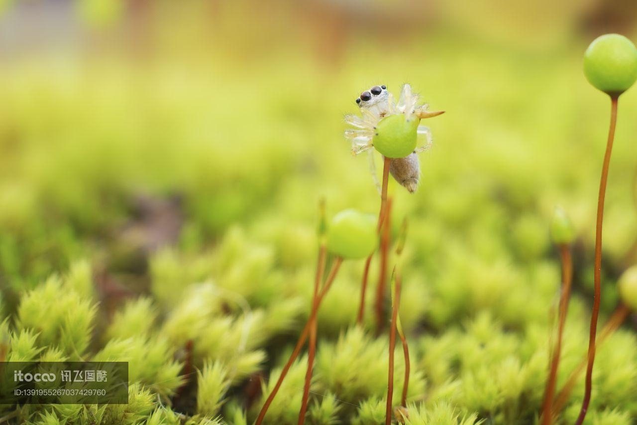 特写,苔藓,跳蛛