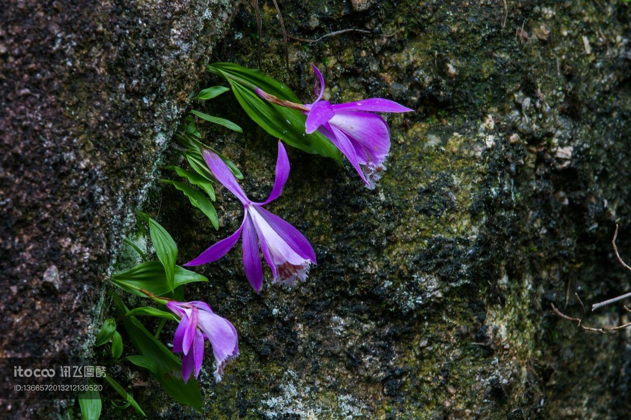 植物,花,自然风光