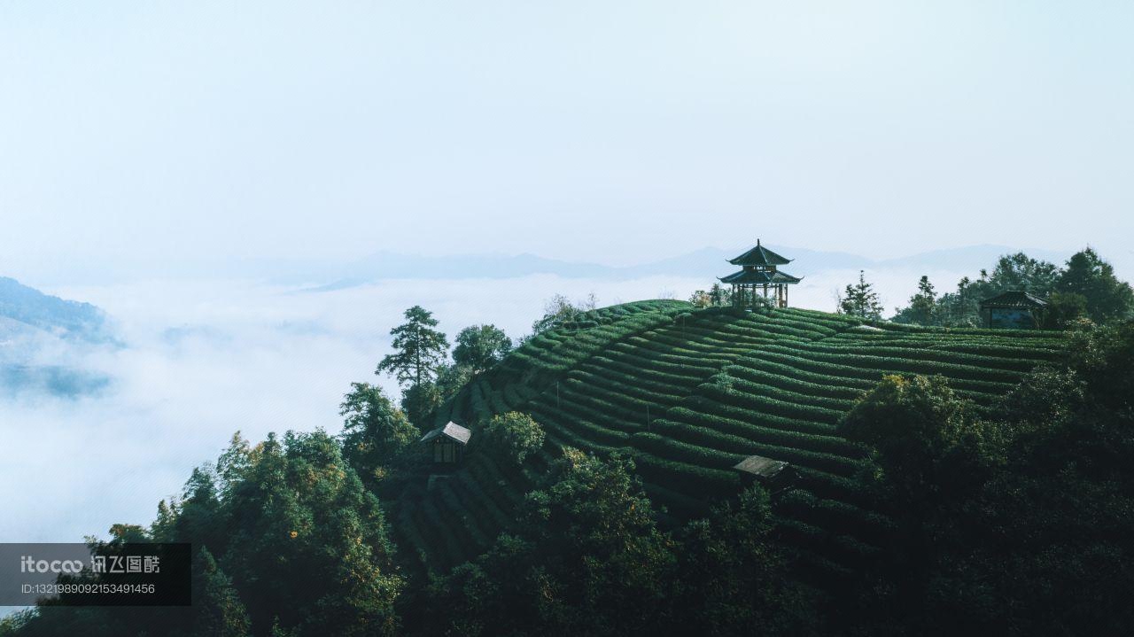 自然风光,树木,梯田