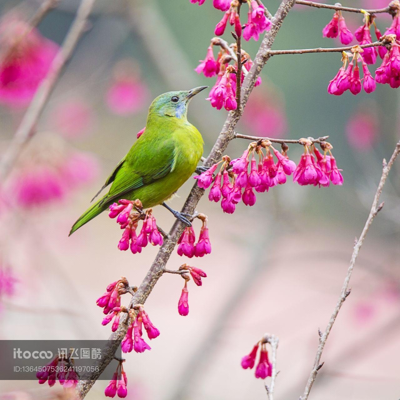 自然风光,生物,花