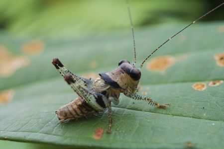 昆虫,生物,毛虫,节肢动物,昆虫类,动物,特写,微距