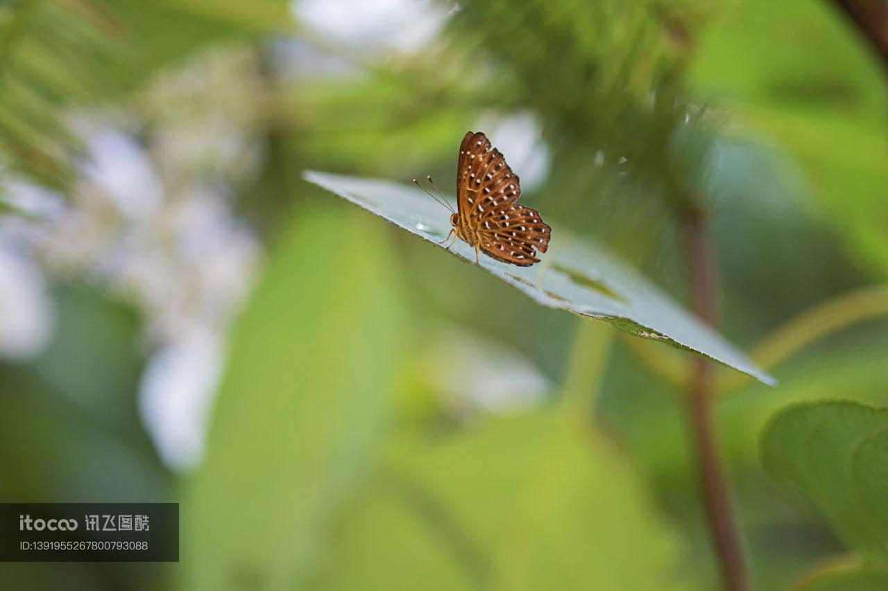 特写,蝴蝶,生物