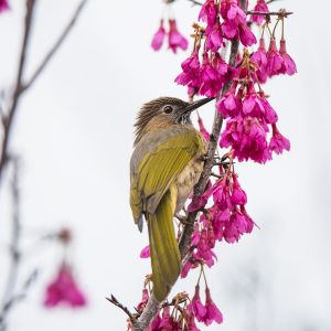 动物,鸟类,特写,生物