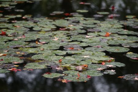 荷叶,荷花,自然风光,生物,湖泊