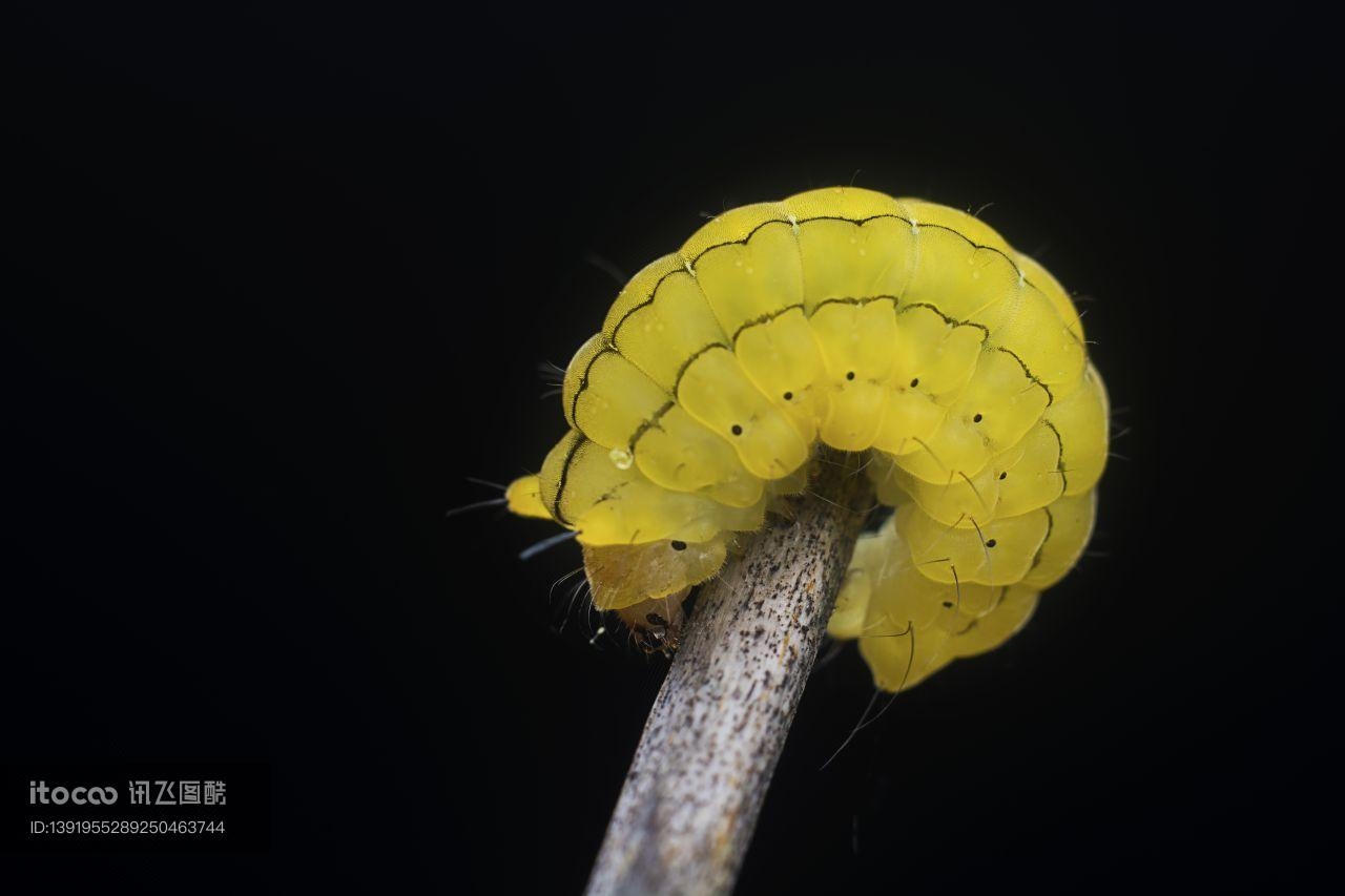 生物,昆虫,软体动物