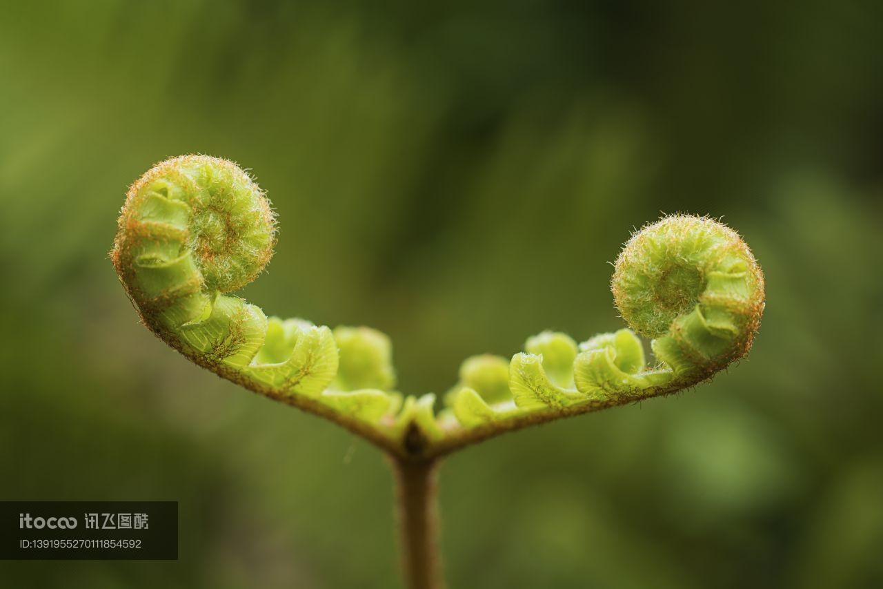 特写,生物,植物