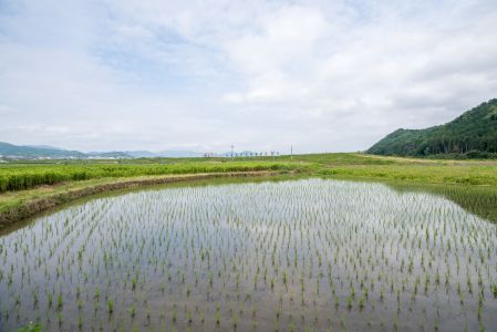 稻田,植物,水稻田,生活工作,自然风光