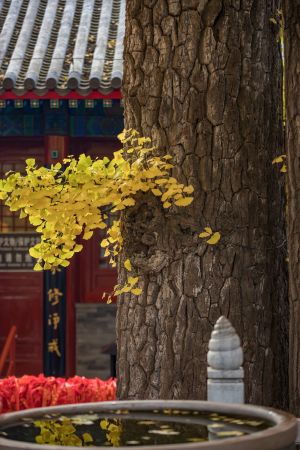 树干,中国,北京,自然风光,植物,树木,水缸,历史古迹,寺庙,红螺寺,建筑