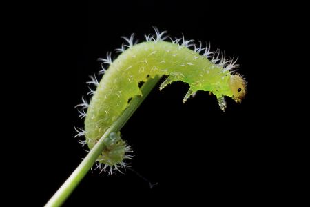 昆虫,毛虫,昆虫类,动物,生物,特写