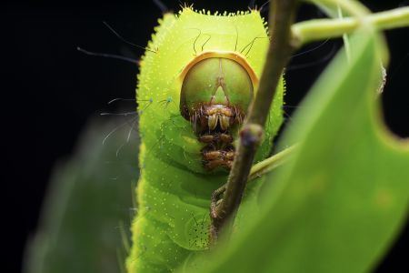 特写,生物,植物,动物,昆虫