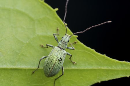 特写,生物,动物,昆虫,植物,树叶