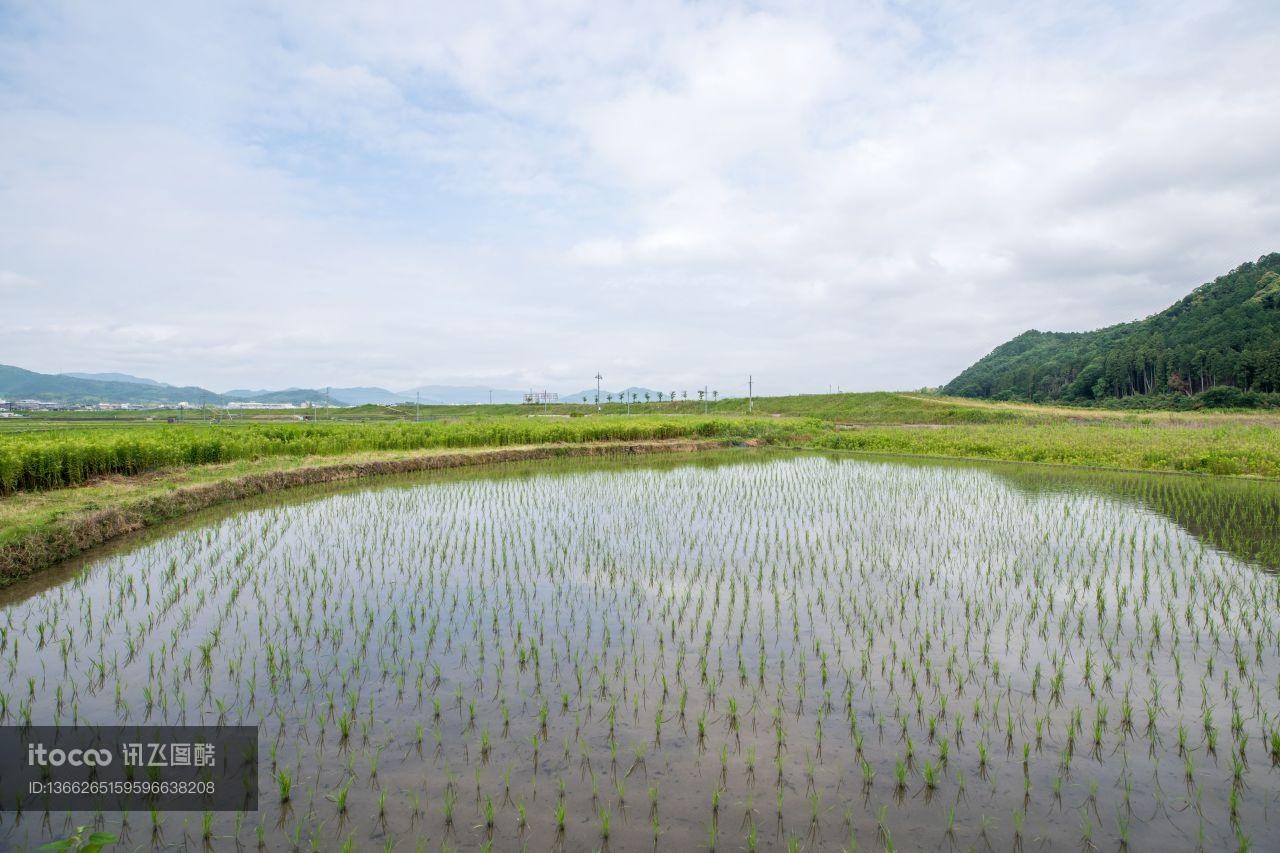 稻田,植物,水稻田